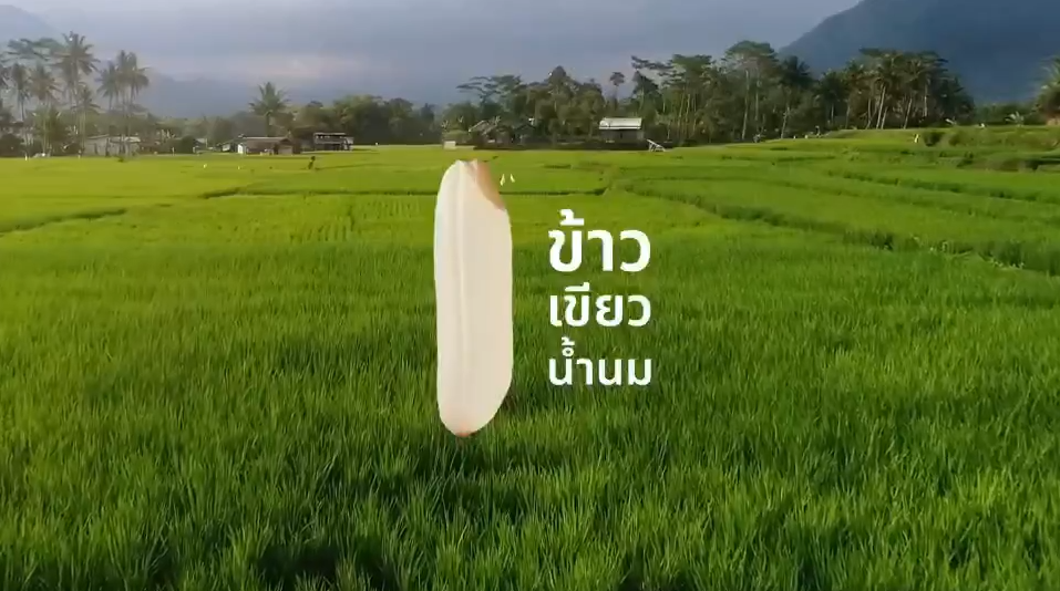 เขียวน้ำนม Rice Story